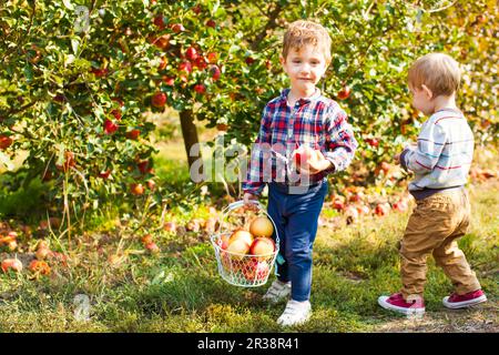 Due graziosi bambini raccolta di mele in un giardino Foto Stock