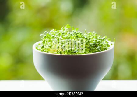 Micro verdi organici nel primo piano del recipiente Foto Stock