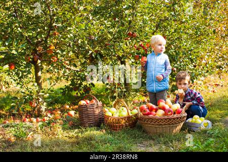 Due graziosi bambini raccolta di mele in un giardino Foto Stock