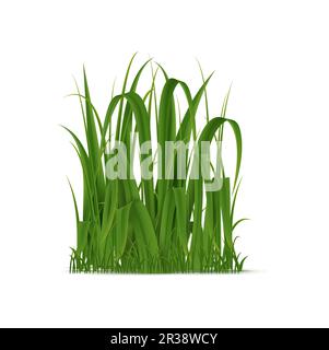 Gruppo realistico di erba verde, lame isolate per piante fresche vettoriali 3D per campagne ecocompatibili, prodotti per giardinaggio o architettura paesaggistica o iniziative di sensibilizzazione ambientale Illustrazione Vettoriale