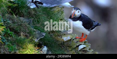 Le puffine sono una delle tre specie di piccoli alcidi del genere di uccelli Fratercula. Si tratta di uccelli marini pelagici che si nutrono principalmente immergendosi in acqua Foto Stock