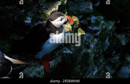 Le puffine sono una delle tre specie di piccoli alcidi del genere di uccelli Fratercula. Si tratta di uccelli marini pelagici che si nutrono principalmente immergendosi in acqua Foto Stock