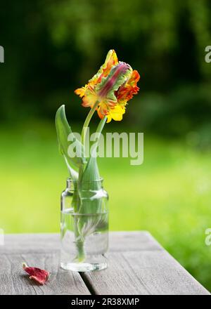 Vita morta con tulipano arancione, giallo, verde, rosso con petali con volant e piume in vaso di vetro su sfondo sfocato. Foto Stock