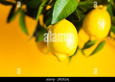 Limone, frutta sul ramo primo piano Foto Stock