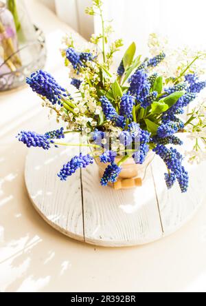 Mazzo di giacinti d'uva in vaso di ceramica Foto Stock