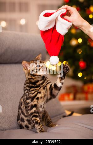 Gatto di Natale in cappello rosso di Babbo Natale Foto Stock