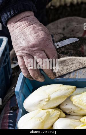 Un raccolto di cicoria in una cassa Foto Stock