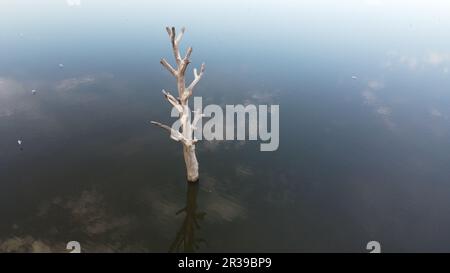 Il serbatoio di nove mlyny e il rimanente albero solitario nell'area allagata, Palava, Repubblica Ceca, Europa, panorama aereo invernale Foto Stock