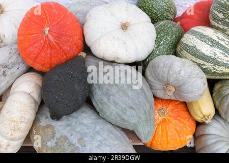 Diverse zucche in autunno Foto Stock