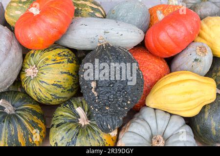 Diverse zucche in autunno Foto Stock