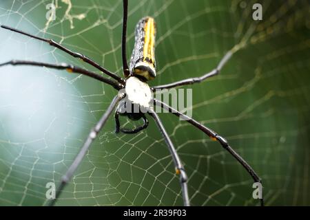 Golden Silk Orb Weaver Spider o Banana Spider o Giant Wood Spider (Nephila Pilipes) seduti su Cobweb con sfondo verde sfocato giungla. Foto Stock