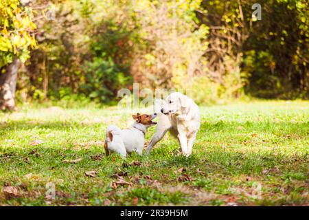 Due cani Golden Retriever giocando con bastone nel prato verde Foto Stock