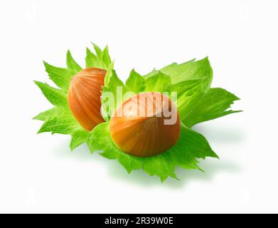 Due nocciole con foglie (figura) Foto Stock