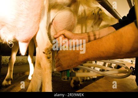 Granja de cabras y ovejas può Caus .Santa Gertrudis de Fruitera.ibiza.Baleari.Spagna. Foto Stock