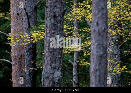 camino de los Ganchos y Boca del Infierno, Valle di Hecho, valli occidentali, catena montuosa dei Pirenei, provincia di Huesca, Aragon, Spagna, europa. Foto Stock