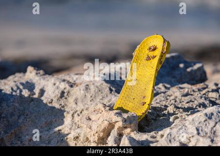 Plastica abbandonata sulla spiaggia, es Trucadors , Formentera, Isole Pitiusas, Comunità Baleari, Spagna. Foto Stock