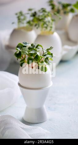 Microgreens nel concetto di sgusci d'uovo, primavera e pasqua Foto Stock