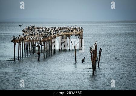 Cormoranes en la Costanera, Punta Arenas - Sandy Point-, Patagonia, República de Chile,América Del Sur. Foto Stock