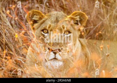 Close up di una femmina di leone africano nascosti in erba lunga Foto Stock