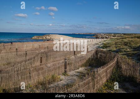 Barriere per la protezione delle dune, spiaggia di Llevant, Formentera, Isole Pitiusas, Comunità Baleari, Spagna. Foto Stock