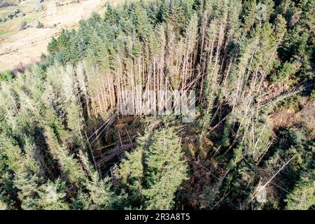 Veduta aerea della foresta all'isola Lough Anna - Contea di Donegal, Irlanda. Foto Stock