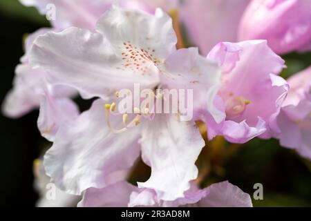 Primo piano di petali rosa e bianco di fiori di Rhododendron. Foto Stock