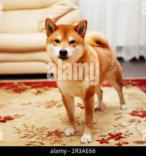 Giapponese Shiba Inu cane nella grande casa Foto Stock