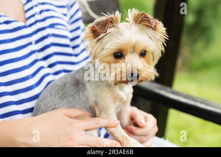 Design orecchie da cane. Cane York nelle braccia del suo proprietario. Piccolo cane con orecchie adornate con paillettes. Groom Foto Stock