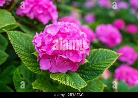 L'ortensia è rosa, blu, lilla, viola, viola, fiori bianchi fioriscono in primavera e in estate in t Foto Stock