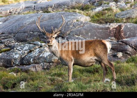 Male Cervo Rosso - Stag - guardando direttamente la fotocamera Harris, Isola di Harris, Ebridi, Ebridi esterne, Isole occidentali, Scozia, Regno Unito Foto Stock