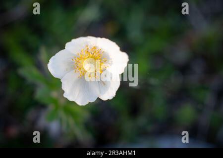 Snowdrop anemone (SYN. Anemone sylvestris) fioritura. Foto floreale con spazio di copia per il testo. Spazio per il testo. Foto Stock