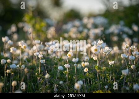 Anemoni a goccia di neve sulla costa dell'isola di Kassari, nel Mar Baltico. Fiore di neve. Foto Stock