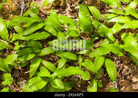 Giovani germogli di aglio selvatico in ambiente naturale Foto Stock