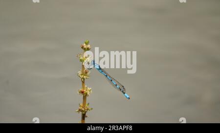 Il Damselfly blu comune (Enallagma cyathigerum) poggia su un bastoncino Foto Stock