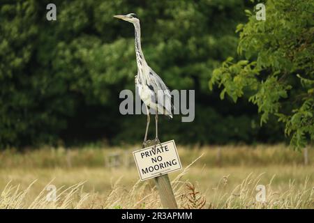 Heron grigio (Ardea Cinerea) si trova su un cartello privato senza ormeggio Foto Stock