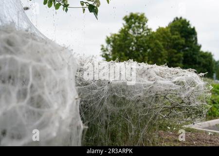 Una massa di nastri silken sugli arbusti al Meole Brace Retail Park di Shrewsbury, che si ritiene siano realizzati da ermine brughiera per proteggersi mentre si nutrono e cuciscono. Data immagine: Martedì 23 maggio 2023. Foto Stock