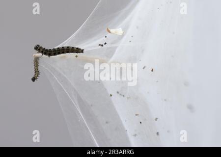 Una massa di nastri silken sugli arbusti al Meole Brace Retail Park di Shrewsbury, che si ritiene siano realizzati da ermine brughiera per proteggersi mentre si nutrono e cuciscono. Data immagine: Martedì 23 maggio 2023. Foto Stock