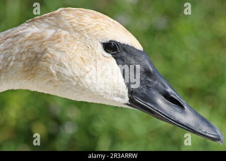 Primo piano di un Trumpeter Swan con il suo caratteristico becco nero Foto Stock
