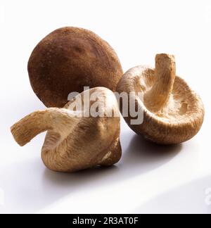 Tre funghi shiitake su sfondo bianco Foto Stock