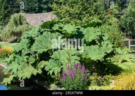 Grande manicata gunnera o Rhubarb gigante in giardino Foto Stock
