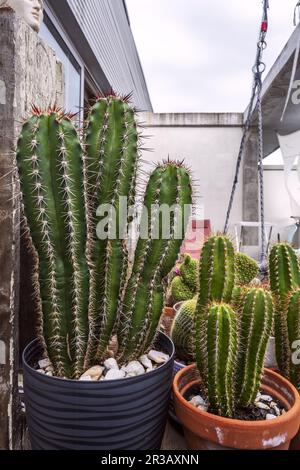 I cactus da un clima arido e secco sono xerofili, cioè, possono resistere bene alla siccità, ma come tutte le piante hanno anche bisogno di ottenere acqua a li Foto Stock