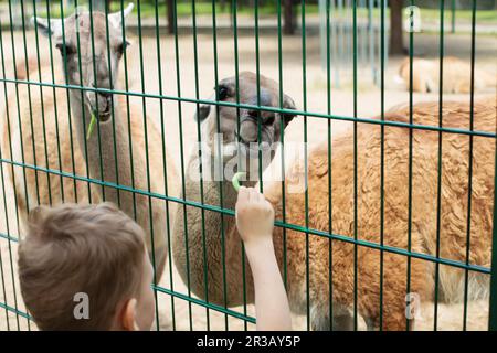 Bambino piccolo che alimenta lama grande in una fattoria di animali. Carino bambino che alimenta i fagioli verdi alpaca in fattoria. W Foto Stock