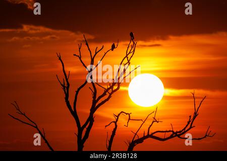 Silhouette di alberi e uccelli durante un tramonto spettacolare. Foto scattata il 6th maggio 2023, vicino a Charlottenburg, contea di Timis, Romania. Foto Stock