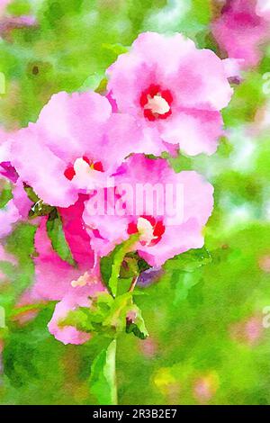 Acquerello illustrazione di fiore rosa brillante di ibisco Foto Stock