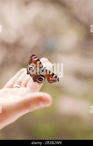 Farfalla di Peacock sulla mano dell'uomo Foto Stock