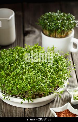 Primo piano dei microgreens dell'insalata del crescione, delle foglie verdi e dei gambi. Microgreens germoglianti. Germinazione di semi Foto Stock