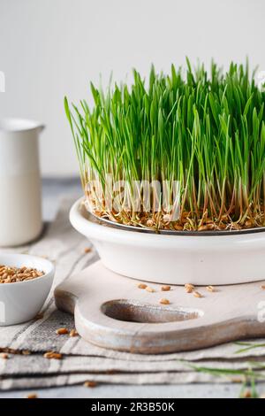 Microgreens germoglianti. Piatto da germogliatura per germogli verdi. Germinazione di seme nel paese. Vegano e sano Foto Stock