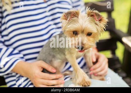 Design orecchie da cane. Cane York nelle braccia del suo proprietario. Piccolo cane con orecchie adornate con paillettes. Groom Foto Stock