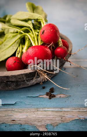 Le ravanelli appena raccolte in una ciotola di legno Foto Stock