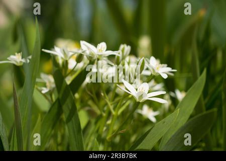 Fiori bianchi e foglie di Anthericum liliago. Letto di fiori primaverili. Foto Stock